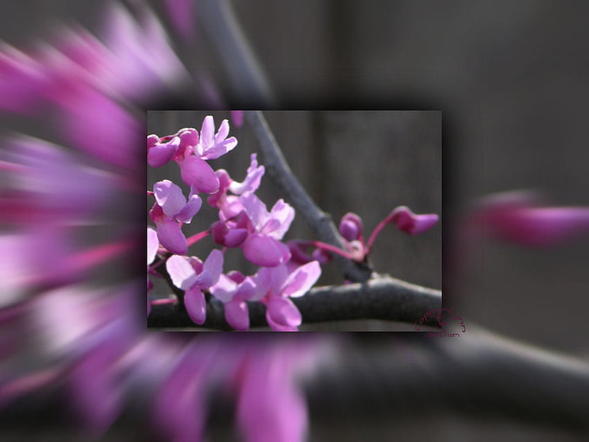 Back Yard Purple Flower, purple, nature, framed, flower HD wallpaper