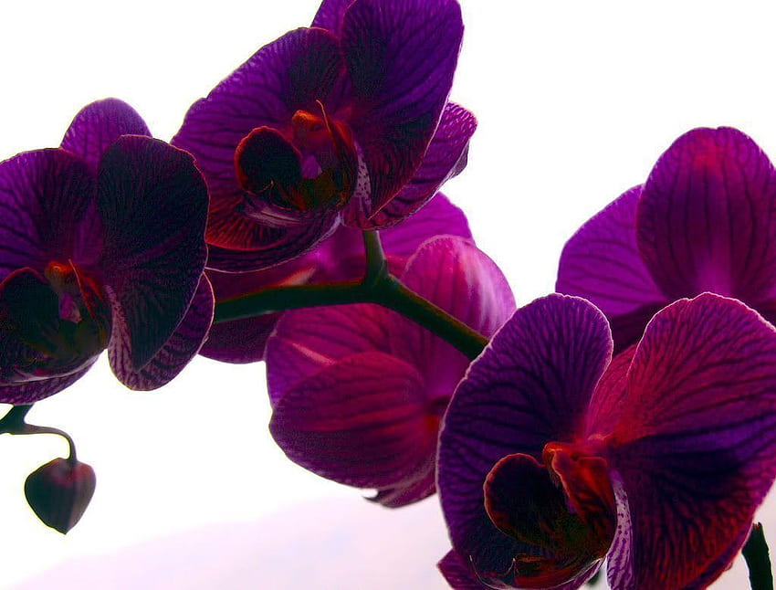 Purple Orchid HD wallpaper