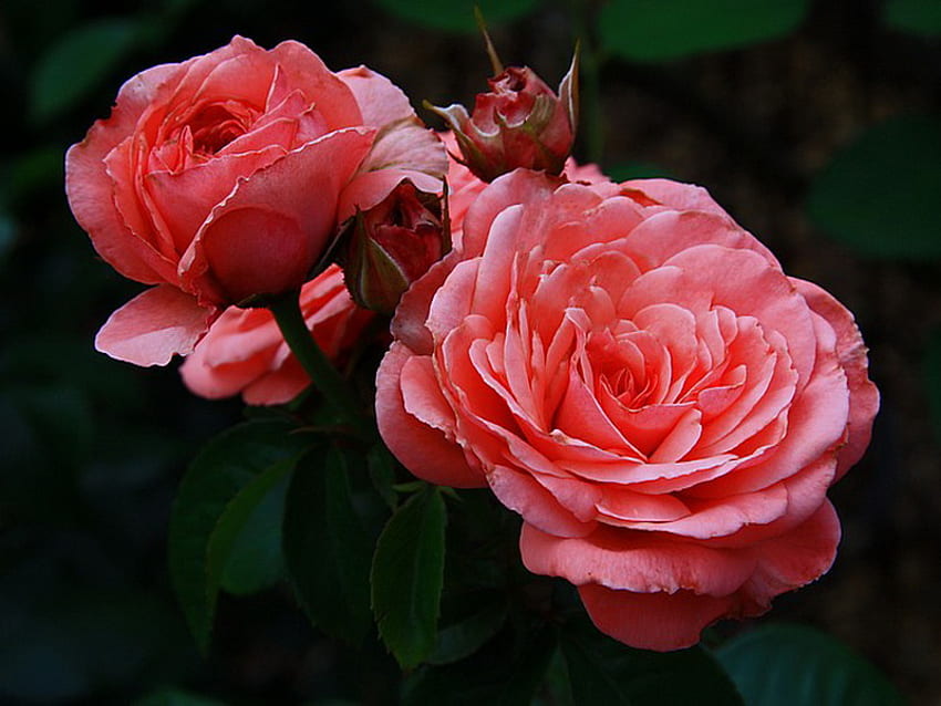 Roses for Jennifer, pink, black background, roses, blooms HD wallpaper