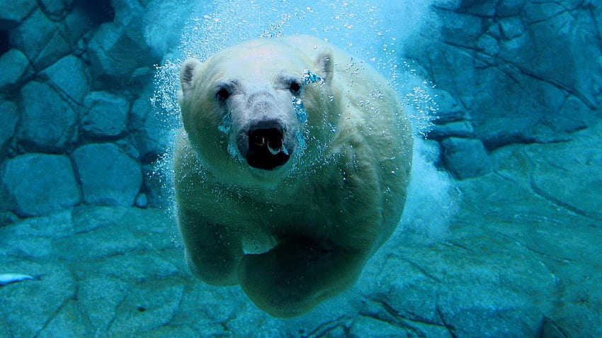 Niedźwiedź polarny pływa pod wodą. Zwierzęta, Fajny Niedźwiedź Polarny Tapeta HD