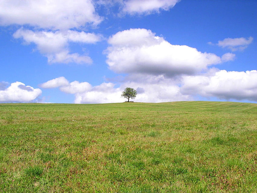 ธรรมชาติ หญ้า ท้องฟ้า เมฆ ไม้ ต้นไม้ สีเขียว ฟิลด์ เหงา ทุ่งหญ้า วอลล์เปเปอร์ HD
