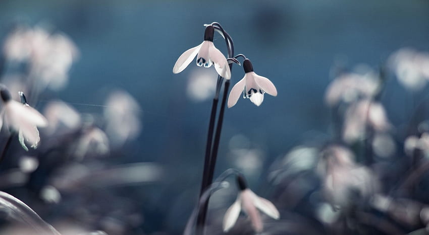 Opening snowdrops, winter, graphy, snowdrops, , seasons, spring, abstract, nature, flowers, macro HD wallpaper