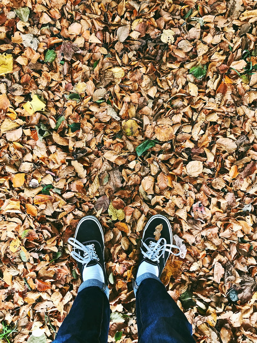 Autumn, , , Legs, Foliage, Fallen HD phone wallpaper | Pxfuel