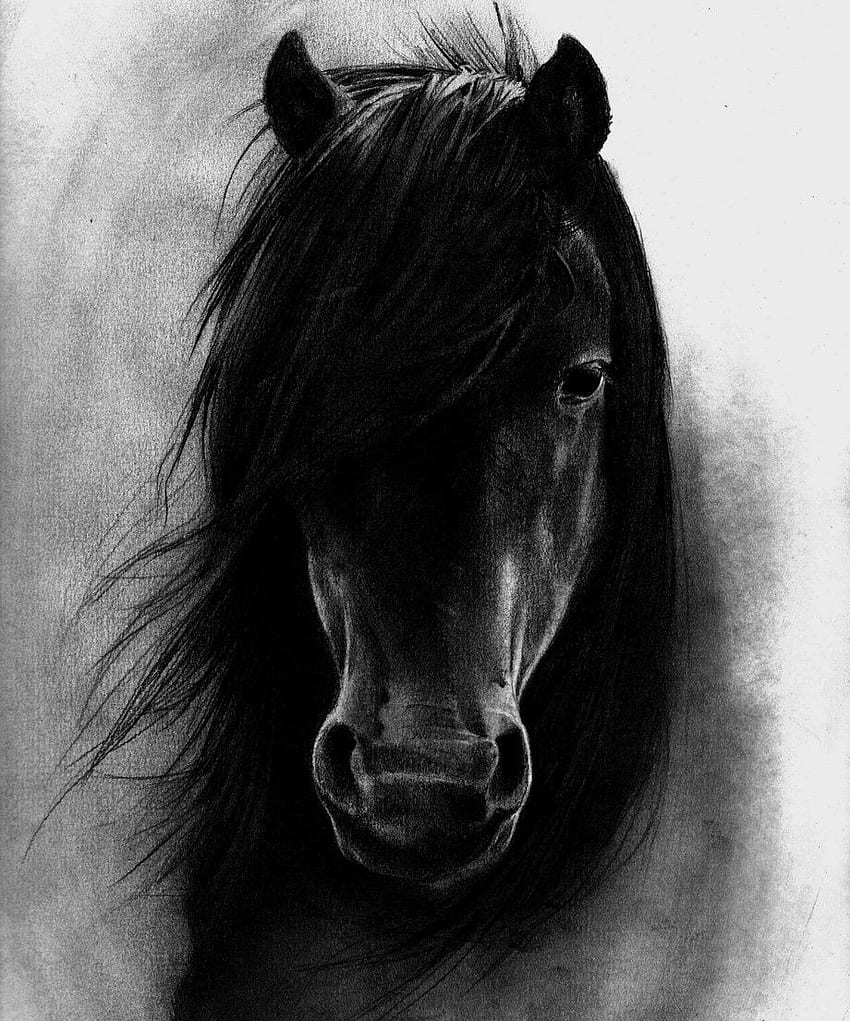 Black Horse, Horse Face HD phone wallpaper