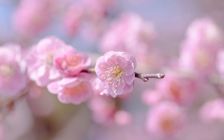 Пролет, Розово, Цвете, Растение, Макро, Венчелистчета HD тапет