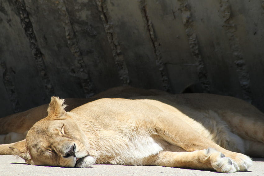 สัตว์ สิงโต นักล่า สิงโตตัวเมีย การนอนหลับ ความฝัน วอลล์เปเปอร์ HD