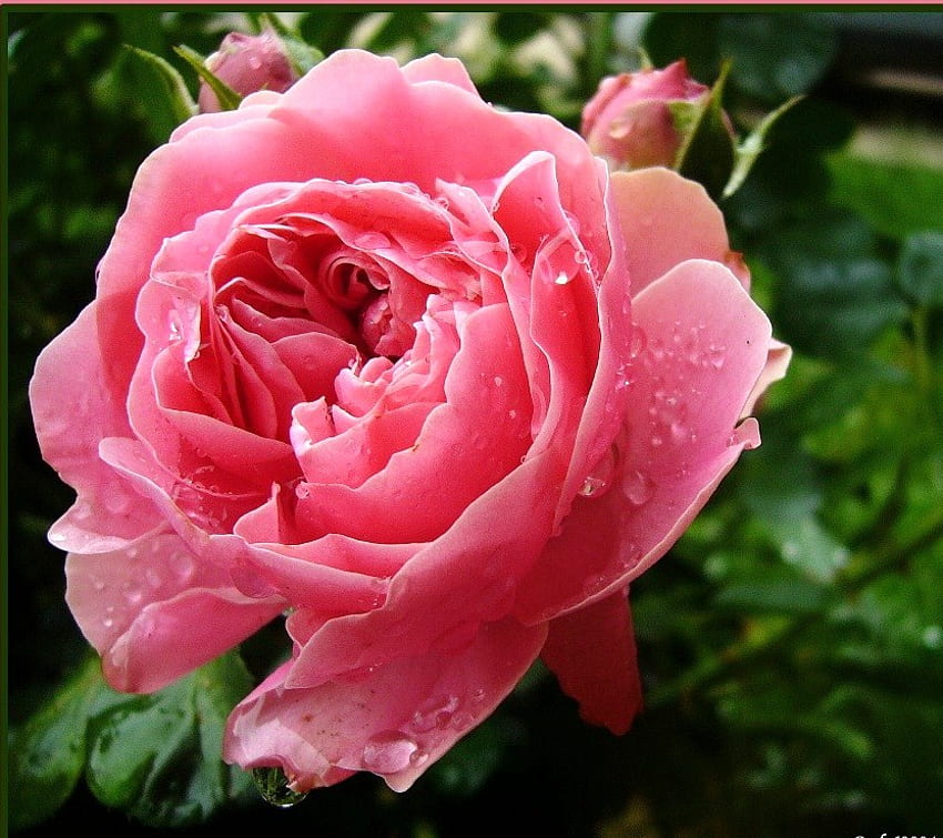 Volle Blüte, Rose, Blume, Gartengrün, groß, Blüte HD-Hintergrundbild