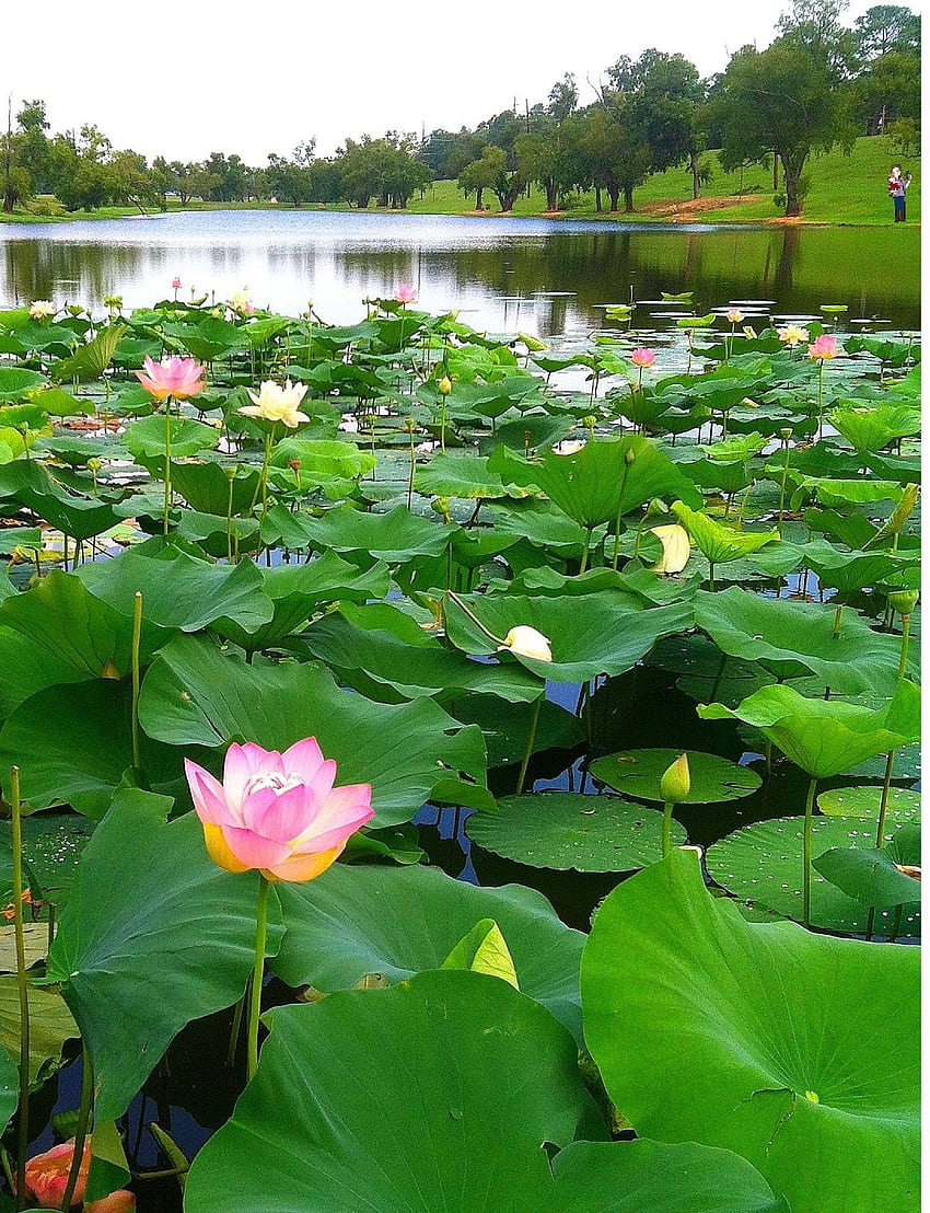 Pin on lotus pond