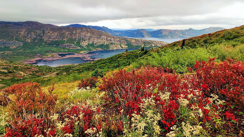 Harry's Ridge and Spirit Lake, Mt. St. Helens National Volcanic Monument, Washington, sky, flowers, mountains, clouds, landscape, usa HD wallpaper