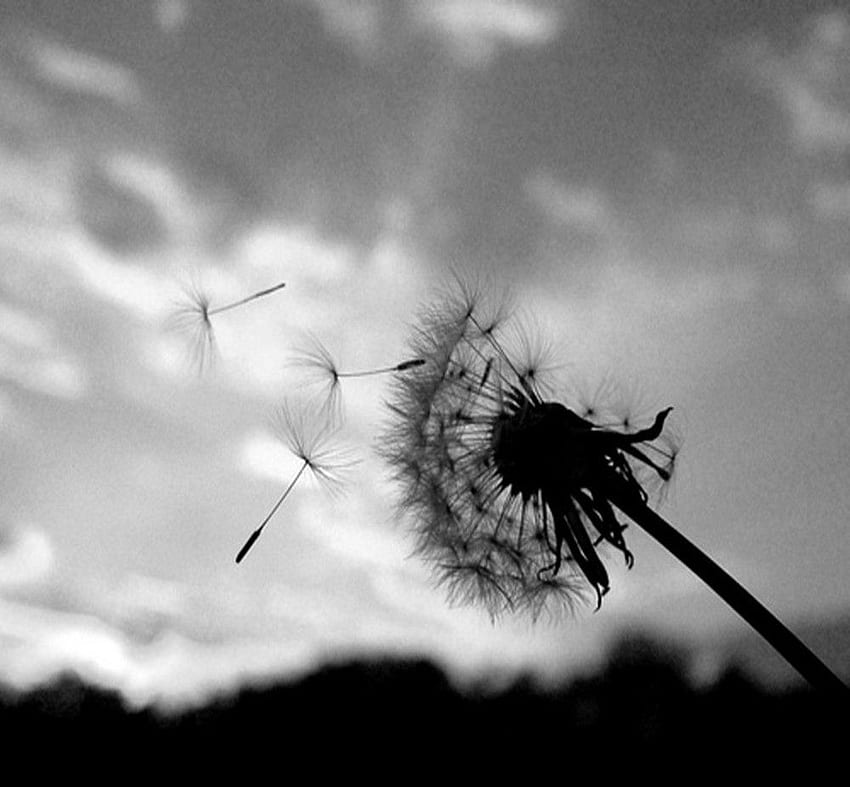 Dandelion Black And Whit , Background, Sad Black and White HD wallpaper