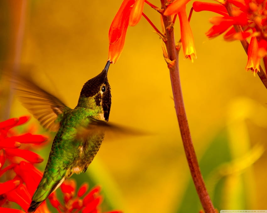 Hummingbird Green Back, animal, bird, green, hummingbird, flowers HD wallpaper