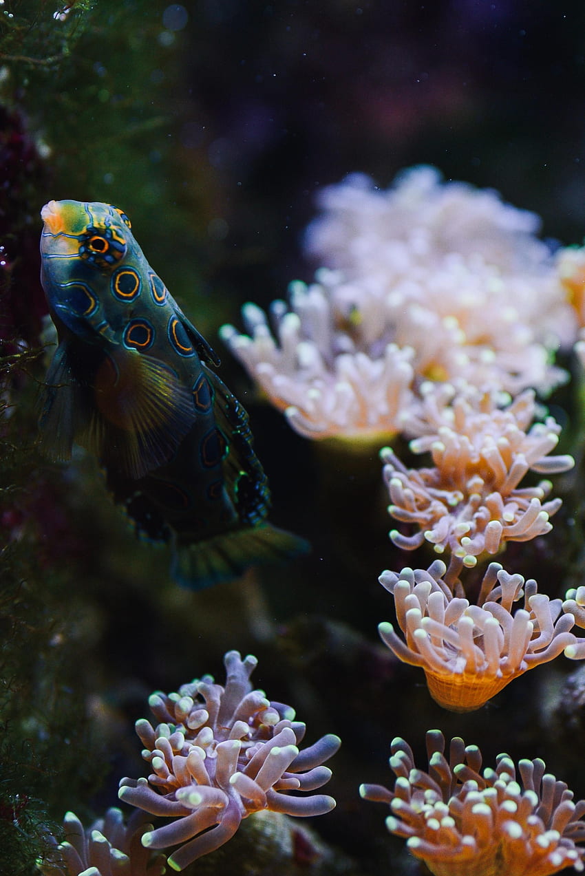 Tiere, Wasser, Korallen, Aquarium, Fische HD-Handy-Hintergrundbild