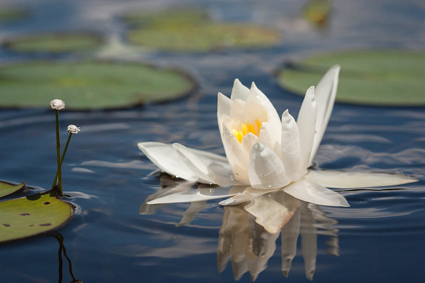 Lotus, summer, white, flower, water, waterlily, vara HD wallpaper