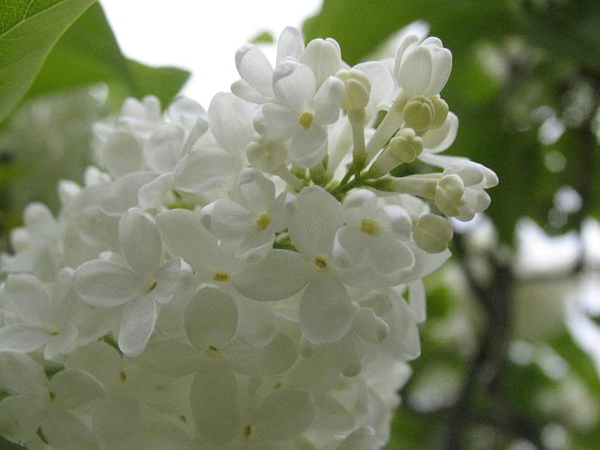 White Lilac, white, buds, lilac, flower HD wallpaper