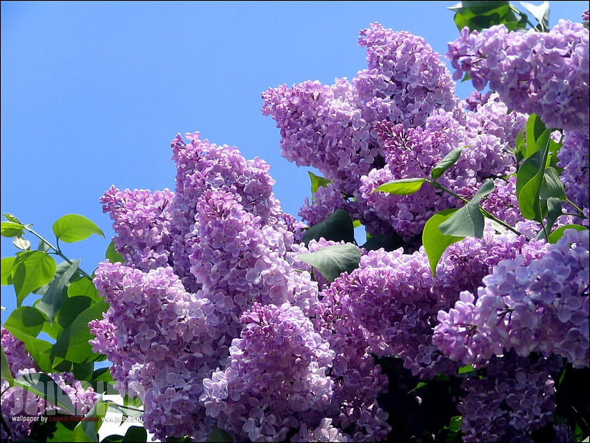 Pflanzen, Blumen, Flieder, Violett HD-Hintergrundbild