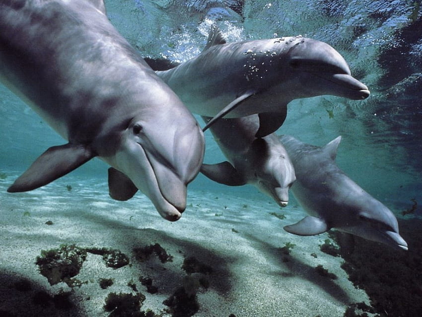 Animals, Dolfins HD wallpaper