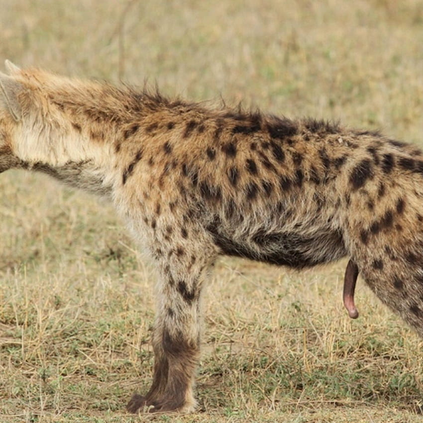 MeToo: female spotted hyenas can show us how to smash the patriarchy, Baby Hyena HD phone wallpaper