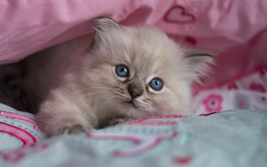 Kitten, blue, sweet, animal, siamese, cute, cat, pisica, pink HD wallpaper