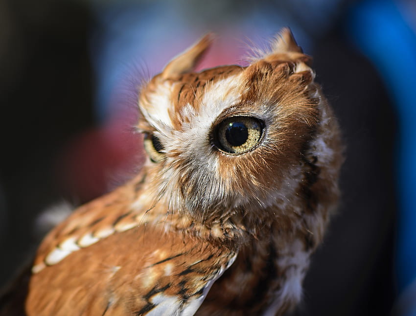 Animals, Owl, Bird, Eyes, Predator HD wallpaper