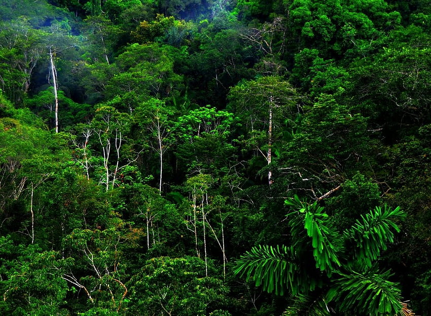 jungle forest, Rainforest HD wallpaper