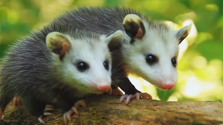 Opossums : Ces marsupiaux incompris nettoient nos cours et aident même à lutter contre la maladie de Lyme. Nature des choses, bébé possum Fond d'écran HD