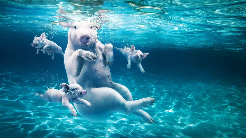 Animals, Water, Young, Cubs, Pig, Dive HD wallpaper