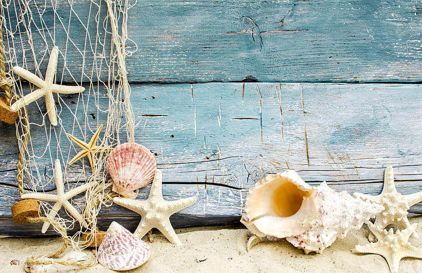 Seashells, starfish, marine, sand HD wallpaper