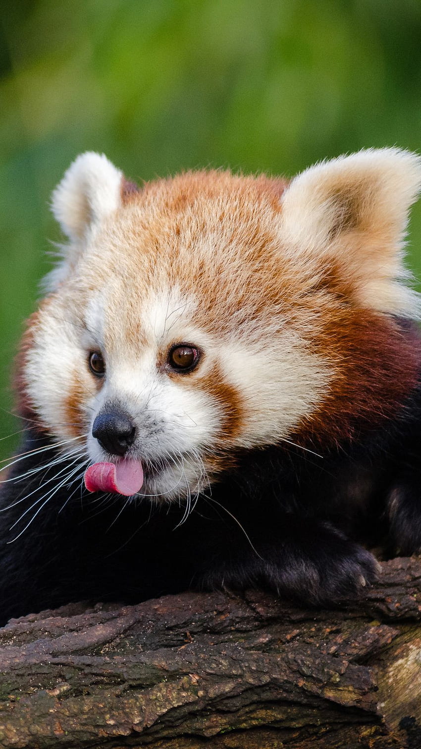 Animal / Red Panda () Mobile . Czerwona panda urocza, czerwona panda, czerwona panda dziecko Tapeta na telefon HD