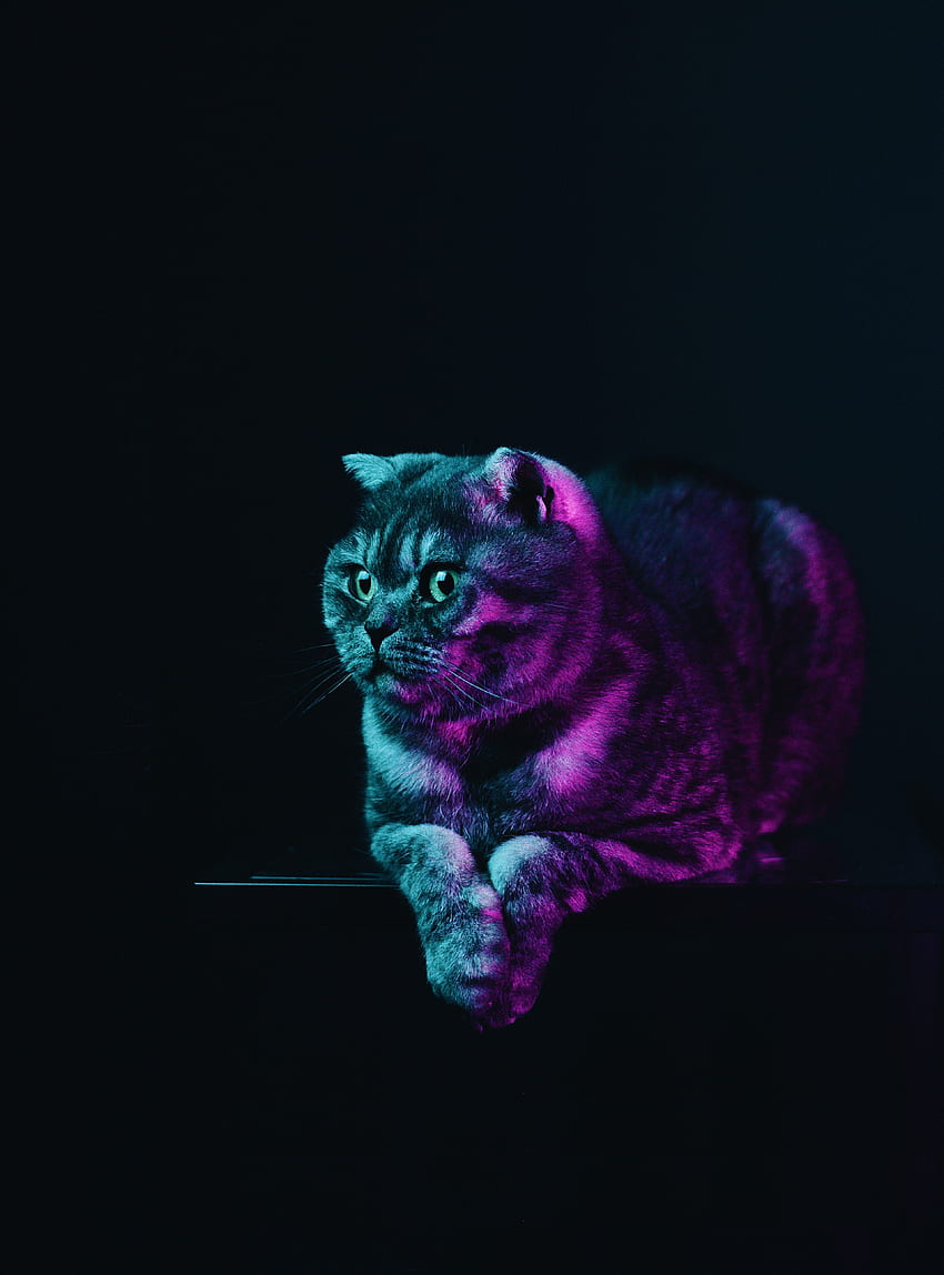 Fat cat, neon glow, animal HD phone wallpaper