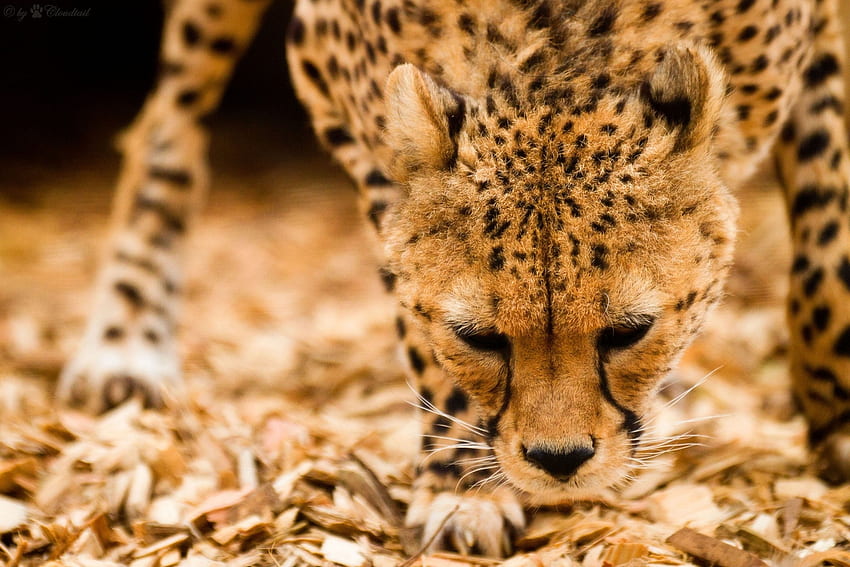 Animals, Cheetah, Muzzle, Wild Cat, Wildcat HD wallpaper