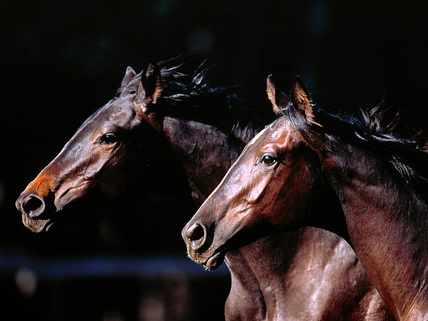 Two Quarter Horses HD wallpaper