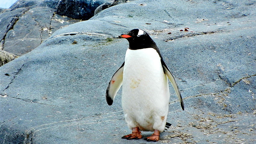 Aquatic Penguin Standing On Rock - Penguin Bird - HD wallpaper