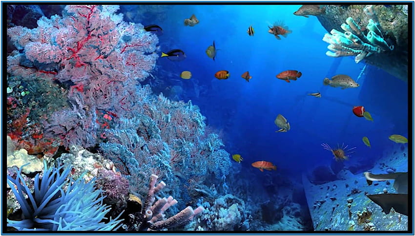 Aquareal 3d sea aquarium screensaver - HD wallpaper