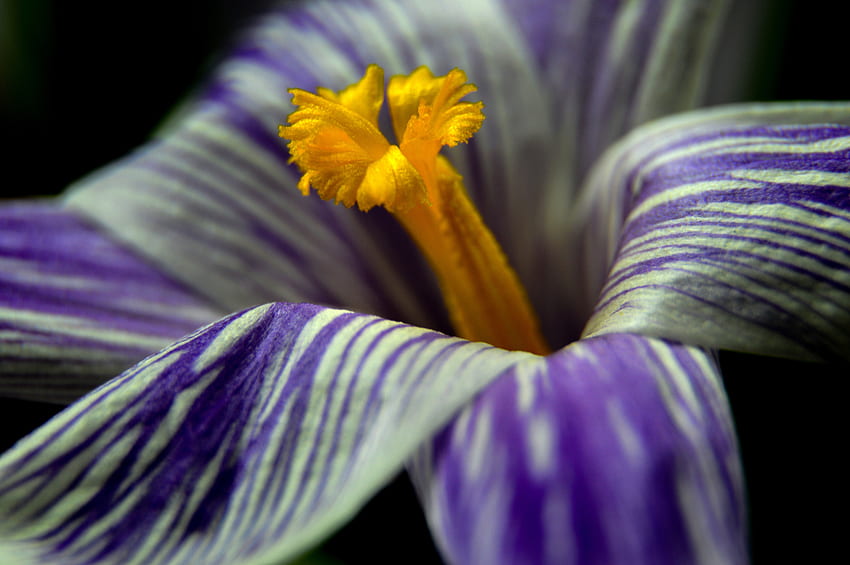 Blume, Makro, Blütenblätter, Krokus HD-Hintergrundbild