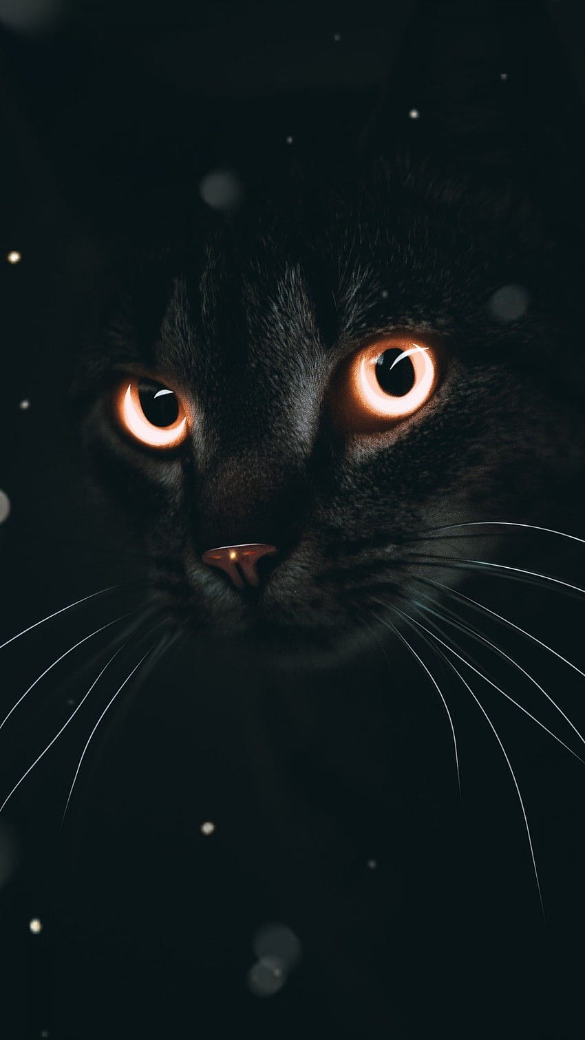 Dark Cat HD phone wallpaper | Pxfuel