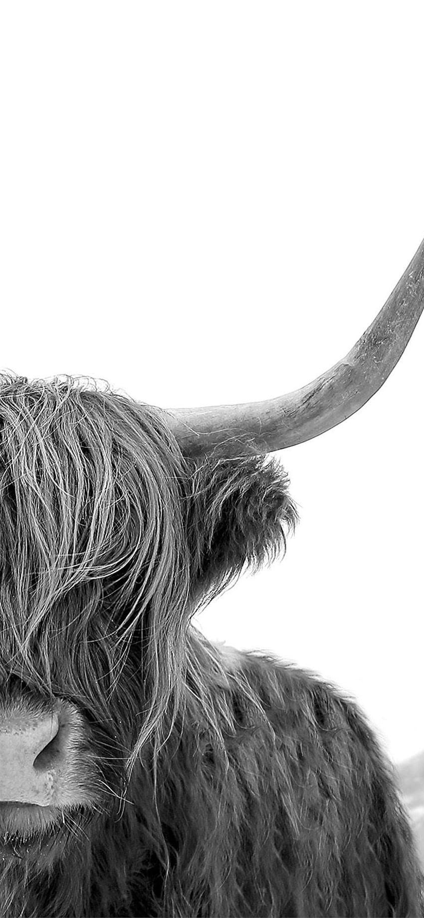 highland cow iPhone HD phone wallpaper