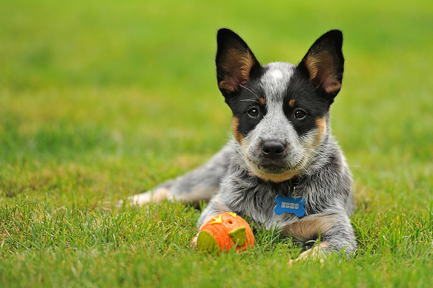 puppies Australian Cattle dog Ball Grass animal, Kelpie HD wallpaper