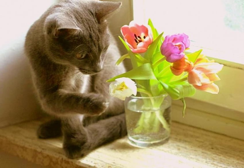 Tulip Play, Neugier, grau, Fenster, Vase, Farben, Planke, Schwelle, Katze, Tulpen, berühren, grau, sitzend, Glas, Blumen HD-Hintergrundbild