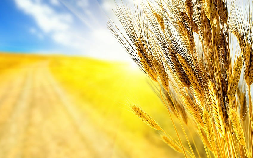 отблизо есен есенна трева пшеница реколта шипове шипове, реколта HD тапет
