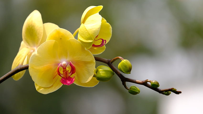 Flower with Yellow Orchid - . . High Resolution , Orange Orchids HD wallpaper