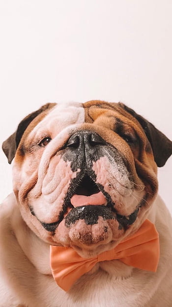 Cute Bulldog Puppies Wallpapers on WallpaperDog