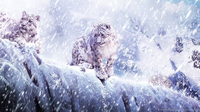 Fundo Mac Snow Leopard, Cool Snow Leopard papel de parede HD
