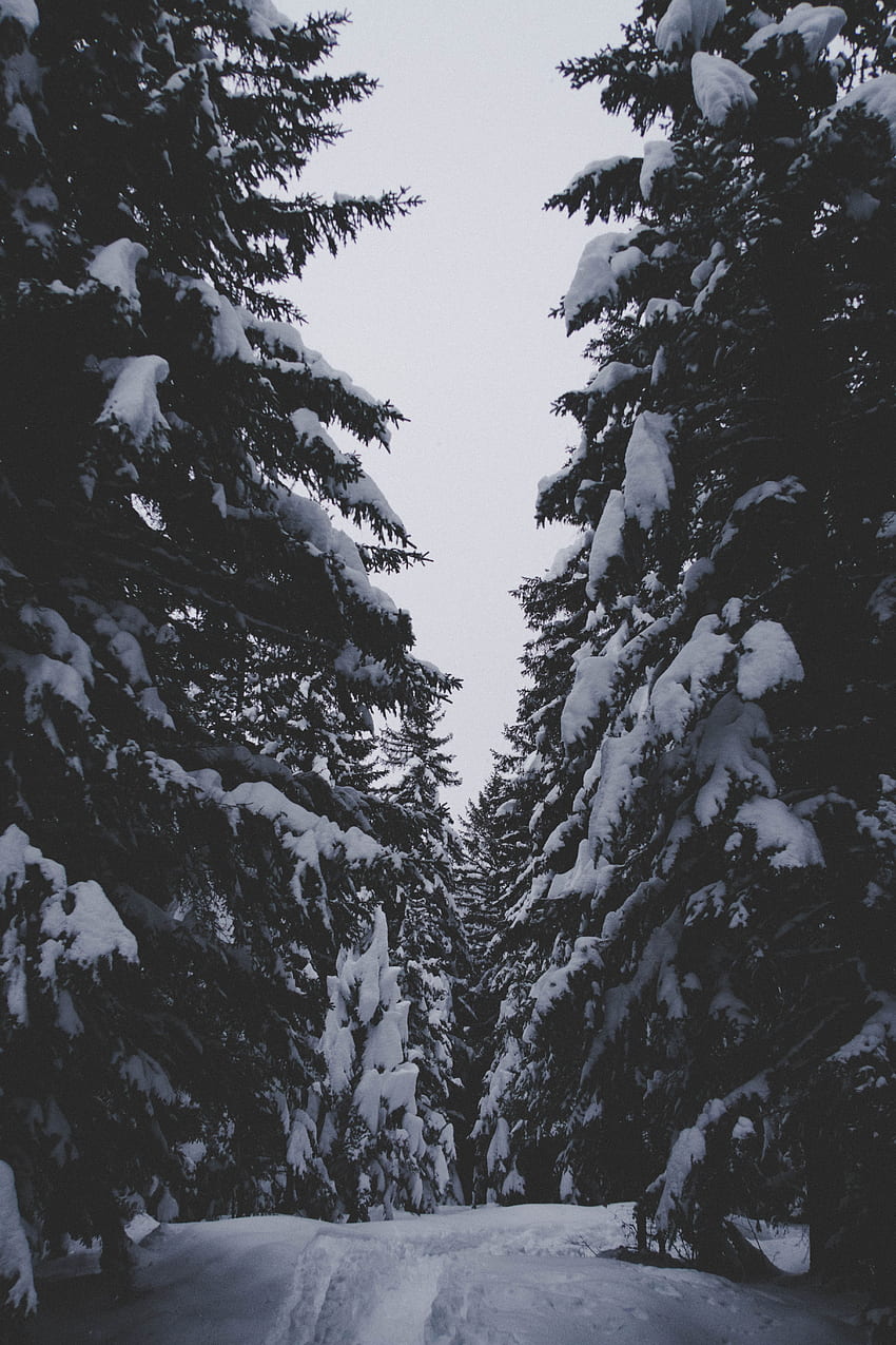 Зима, природа, дървета, сняг, гора, проход HD тапет за телефон