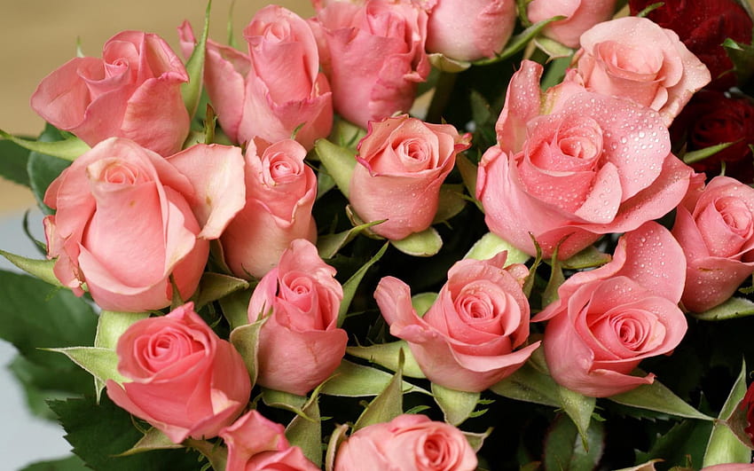 Flowers, Roses, Drops, Bouquet, Tenderness HD wallpaper