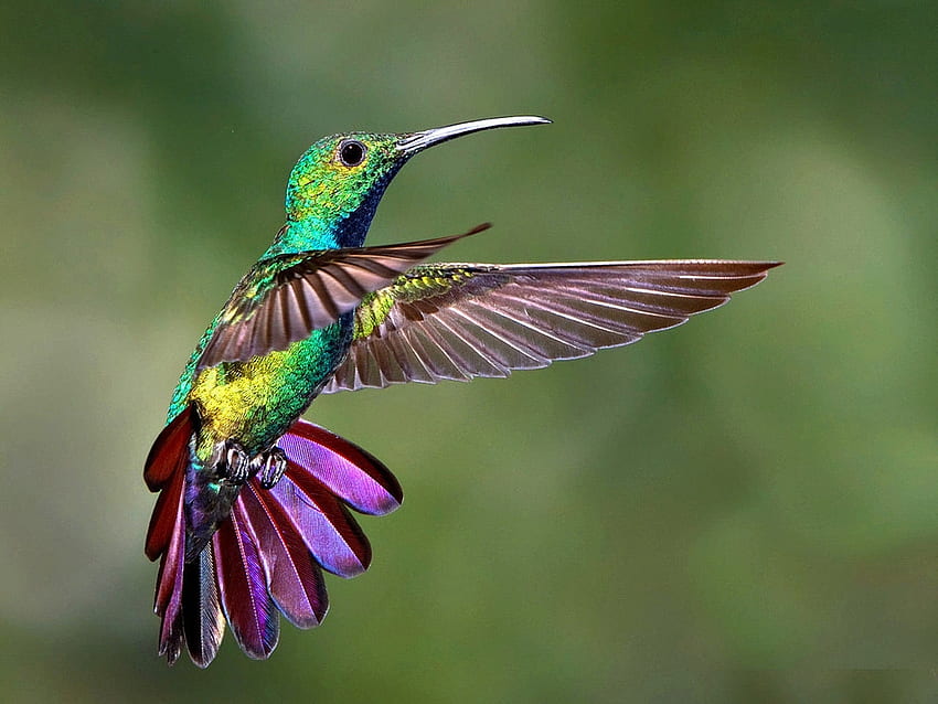 Colibrì, viola, colibrì, uccello, colibri, verde, pasare Sfondo HD