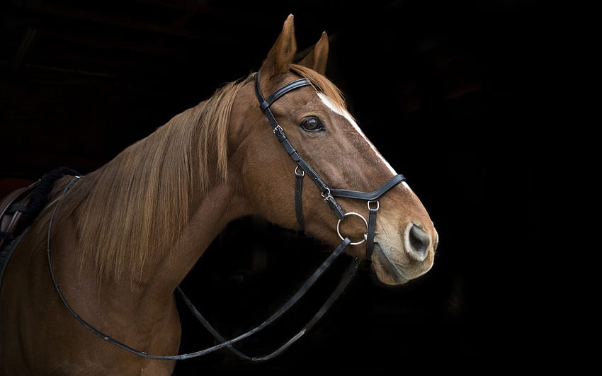 Horse, face, head, mane, black background HD wallpaper