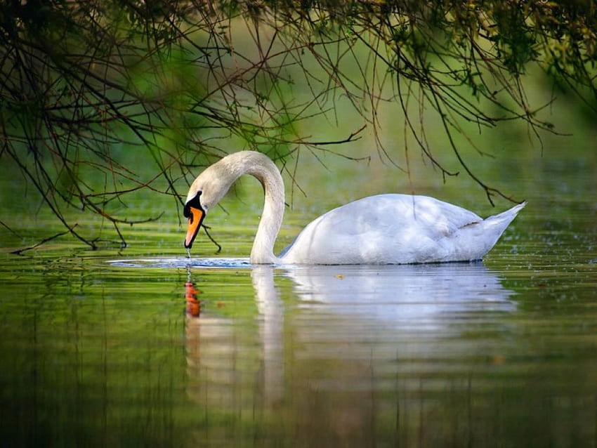 Woodland swim, swim, white, bird, swan, pond HD wallpaper