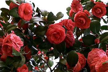 HD wallpaper red camellia flowers bush leaves flowering plant  freshness  Hintergrund Rot