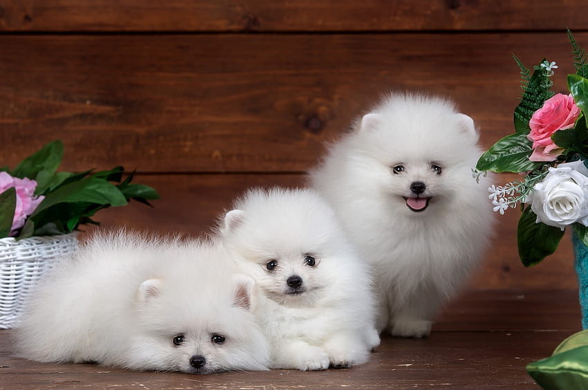 Pomeranian, White, Fluffy, Dogs for Chromebook Pixel, Pies Szpic miniaturowy Tapeta HD