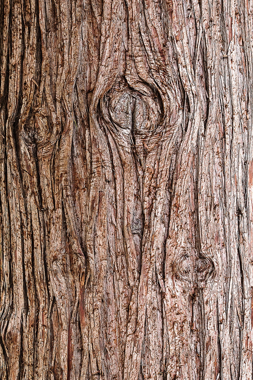 Wood, Wooden, Tree, Texture, Textures, Bark HD phone wallpaper